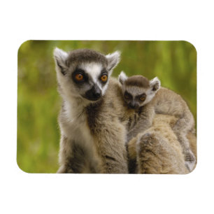 Ring-tailed lemurs (Lemur catta) Mother & baby. Magnet