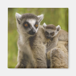 Ring-tailed lemurs (Lemur catta) Mother & baby. Magnet
