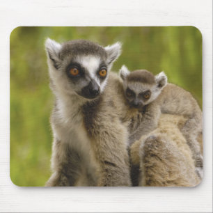 Ring-tailed lemurs (Lemur catta) Mother & baby. Mouse Pad