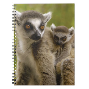 Ring-tailed lemurs (Lemur catta) Mother & baby. Notebook