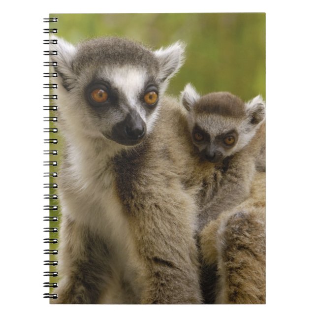 Ring-tailed lemurs (Lemur catta) Mother & baby. Notebook (Front)