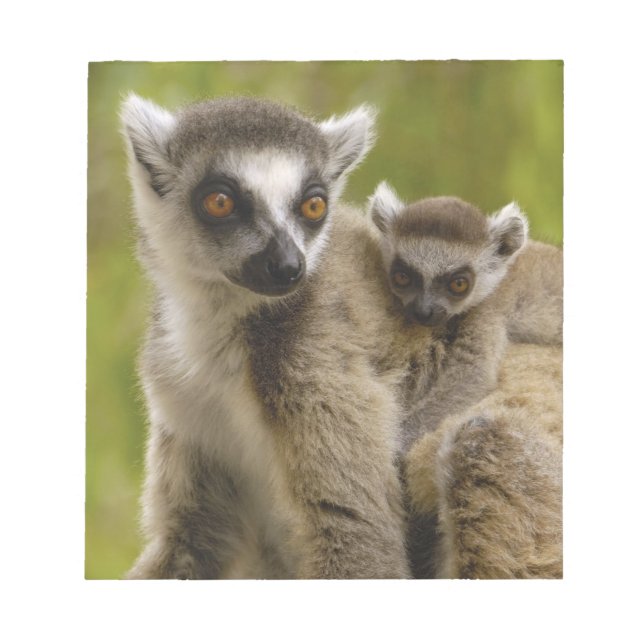 Ring-tailed lemurs (Lemur catta) Mother & baby. Notepad (Front)