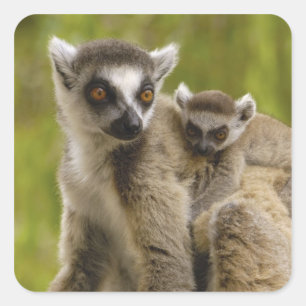 Ring-tailed lemurs (Lemur catta) Mother & baby. Square Sticker