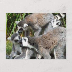 Ring Tailed Lemurs Postcard