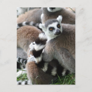 Ring Tailed Lemurs Postcard