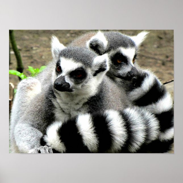 Ring-Tailed Lemurs Poster (Front)