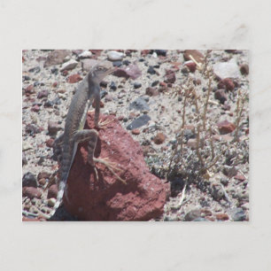 ring tailed lizard postcard