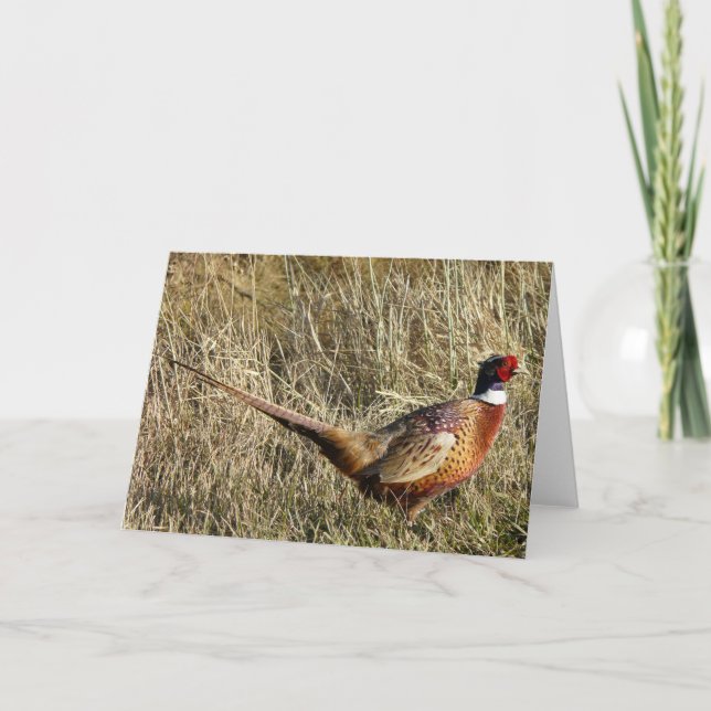 Ringed-necked Pheasant Card (Front)