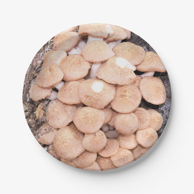 ringless honey mushrooms on a paper plate (Front)