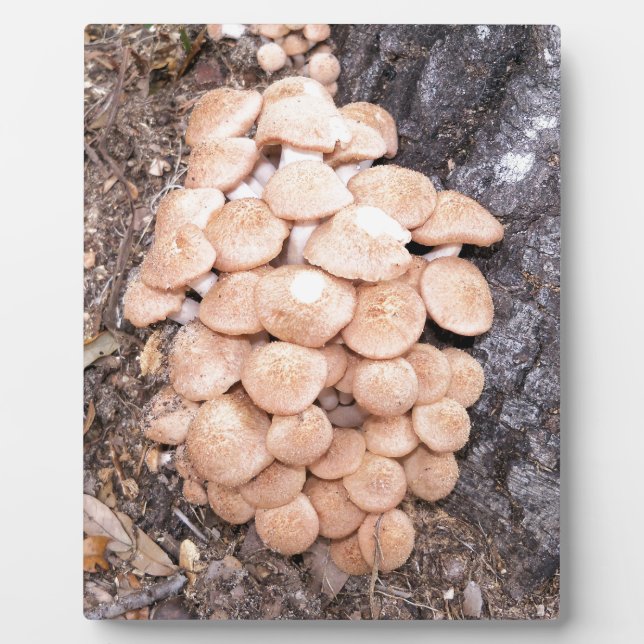 ringless honey mushrooms plaque (Front)