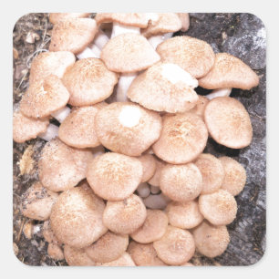 ringless honey mushrooms square sticker