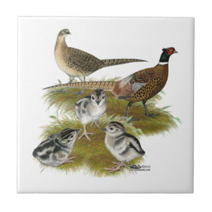 Ringneck Pheasant Family Ceramic Tile