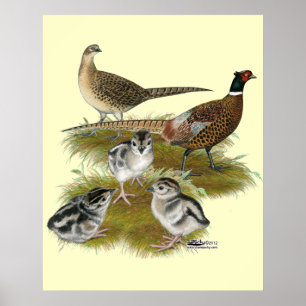 Ringneck Pheasant Family Poster