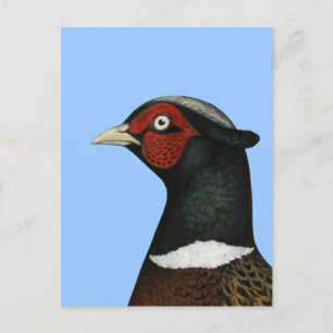 Ringneck Pheasant Head Postcard