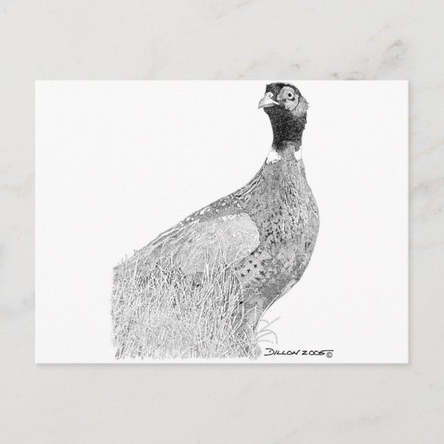 Ringneck Pheasant Postcard (Front)