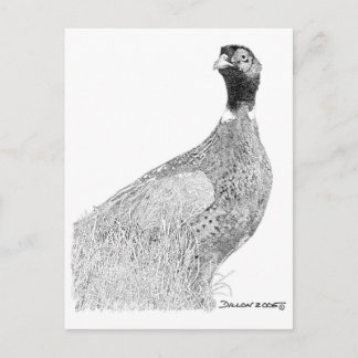 Ringneck Pheasant Postcard
