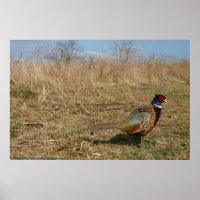 Ringneck Pheasant