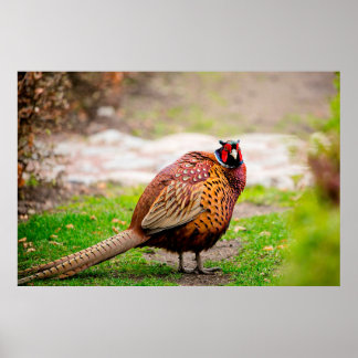 Ringneck Pheasant Poster