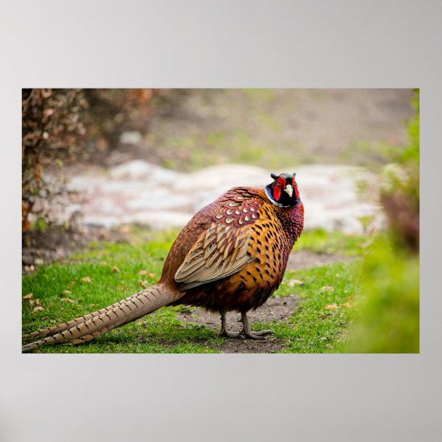 Ringneck Pheasant Poster (Front)