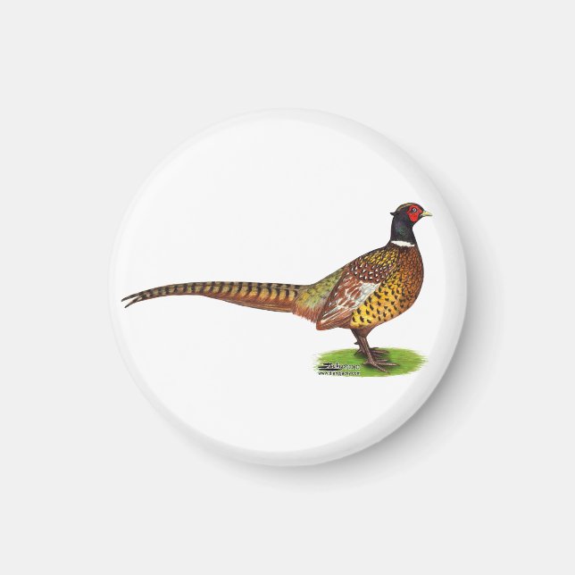 Ringneck Pheasant Rooster Magnet (Front)