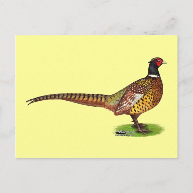 Ringneck Pheasant Rooster Postcard (Front)