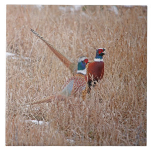 Ringneck Pheasants Tile - Large 6" x 6"