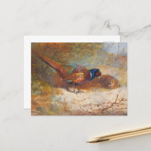 Ringneck Pheasants, wildlife nature   Postcard