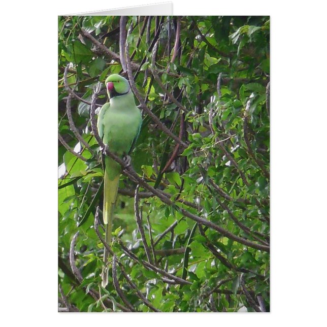 Ringnecked Parakeet (Front)