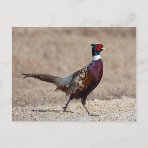 Ringnecked Pheasant Postcard