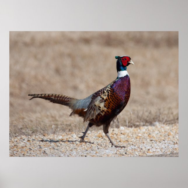 Ringnecked Pheasant Poster (Front)