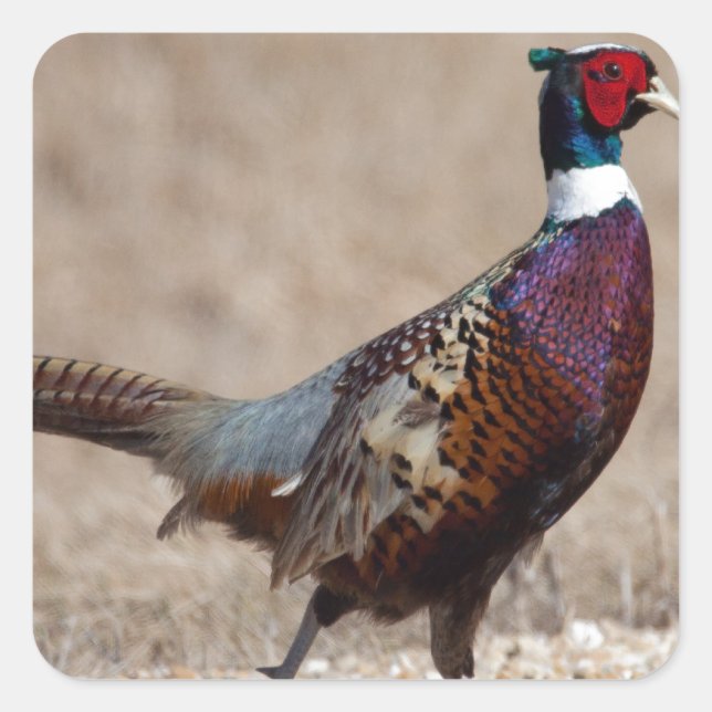 Ringnecked Pheasant Square Sticker (Front)