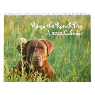 Ringo the Chocolate Lab Calendar