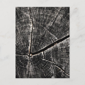 Rings in the Stump Postcard