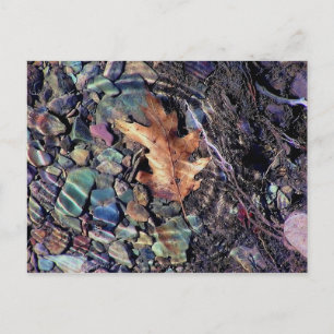 rings of bright water postcard