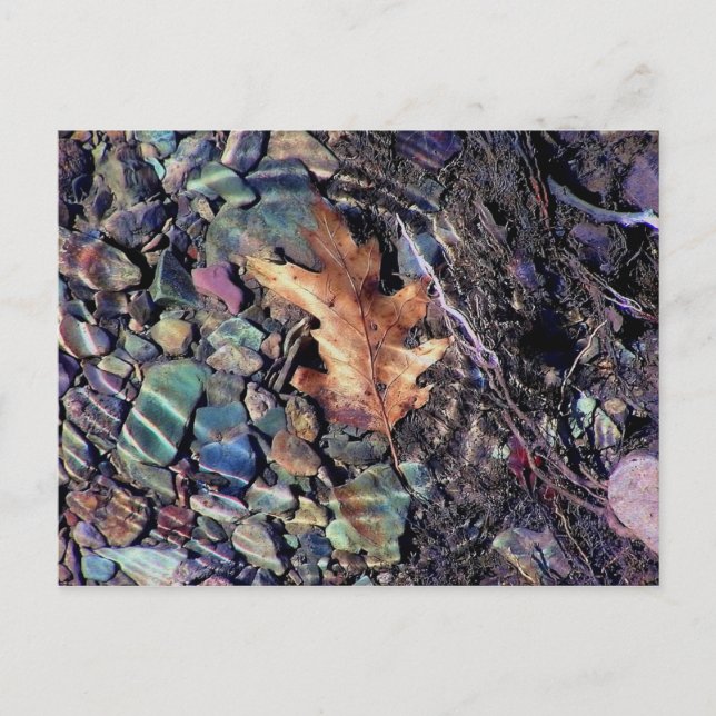 rings of bright water postcard (Front)