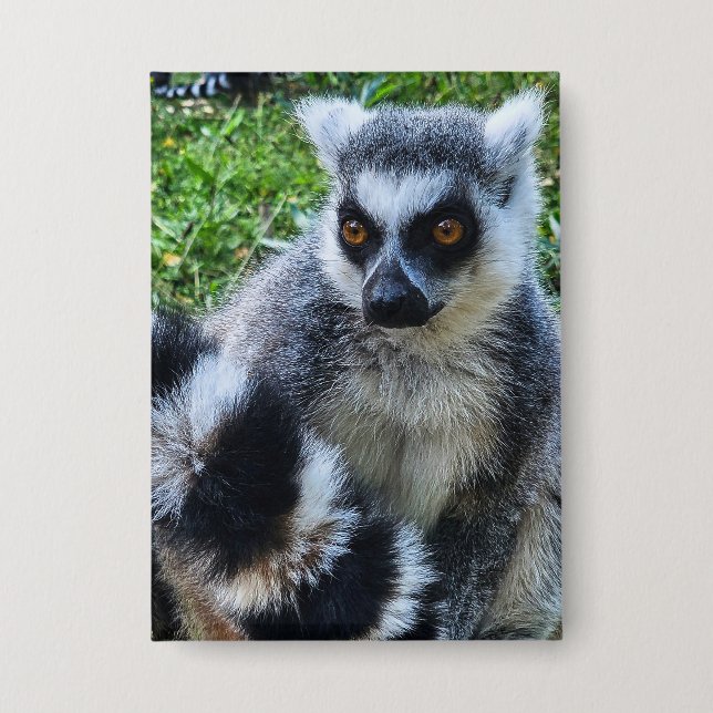 Ringtail Maki Button - Unique Animal Print (Front)