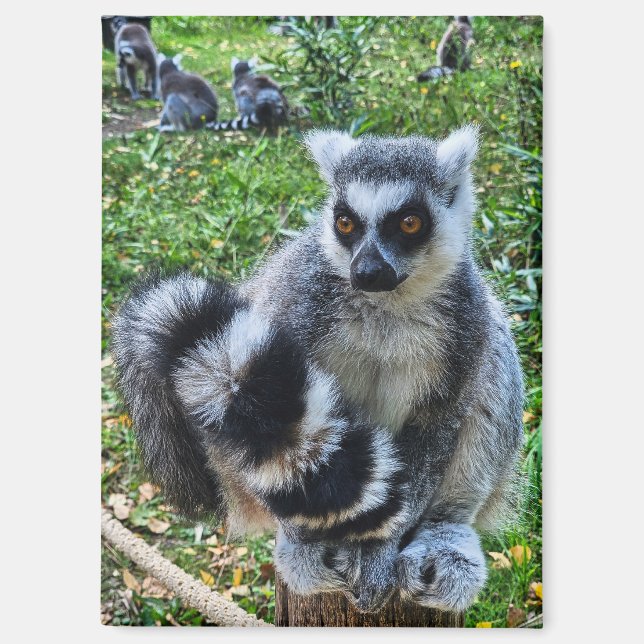 Ringtail maki magnet - unique animal print (Front)