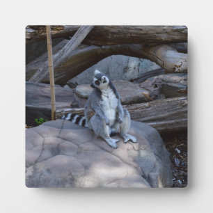 Ringtail Possum Foreman At Work,   Plaque