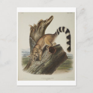 Ringtail Postcard