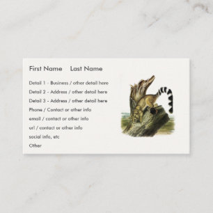 Ringtail (Ring-tailed Bassaris, Ringtailed Cat) Business Card