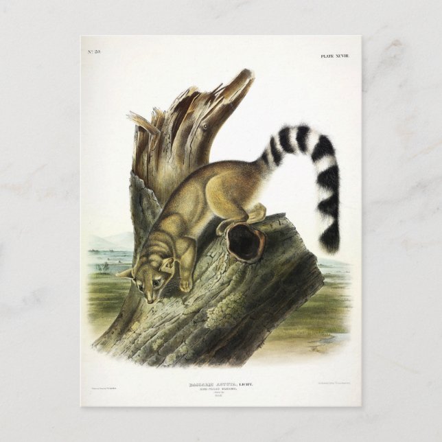 Ringtail (Ring-tailed Bassaris, Ringtailed Cat) Postcard (Front)
