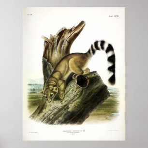 Ringtail (Ring-tailed Bassaris, Ringtailed Cat) Poster