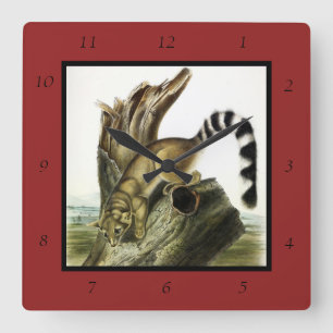 Ringtail (Ring-tailed Bassaris, Ringtailed Cat) Square Wall Clock