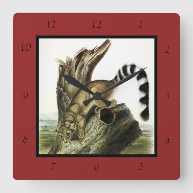 Ringtail (Ring-tailed Bassaris, Ringtailed Cat) Square Wall Clock (Front)