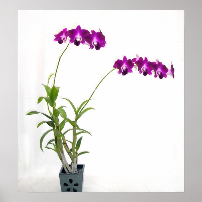 Rinnapa Dendrobium Orchid Plant Poster (Front)