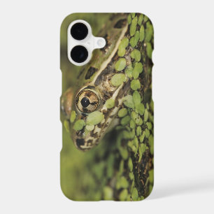 Rio Grande Leopard Frog, Rana berlandieri,