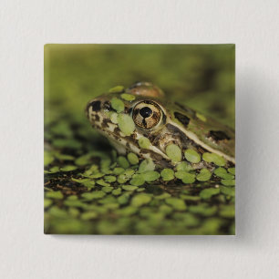 Rio Grande Leopard Frog, Rana berlandieri, 15 Cm Square Badge