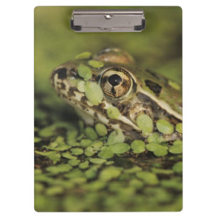 Rio Grande Leopard Frog, Rana berlandieri, Clipboard