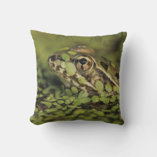 Rio Grande Leopard Frog, Rana berlandieri, Cushion