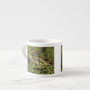 Rio Grande Leopard Frog, Rana berlandieri, Espresso Cup